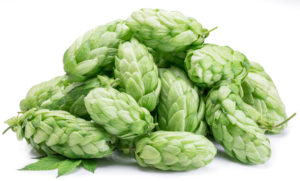 The phytoestrogens found in hops bind with alpha cellular receptor sites in the mammary area of the body.