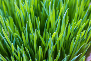 wheatgrass closeup