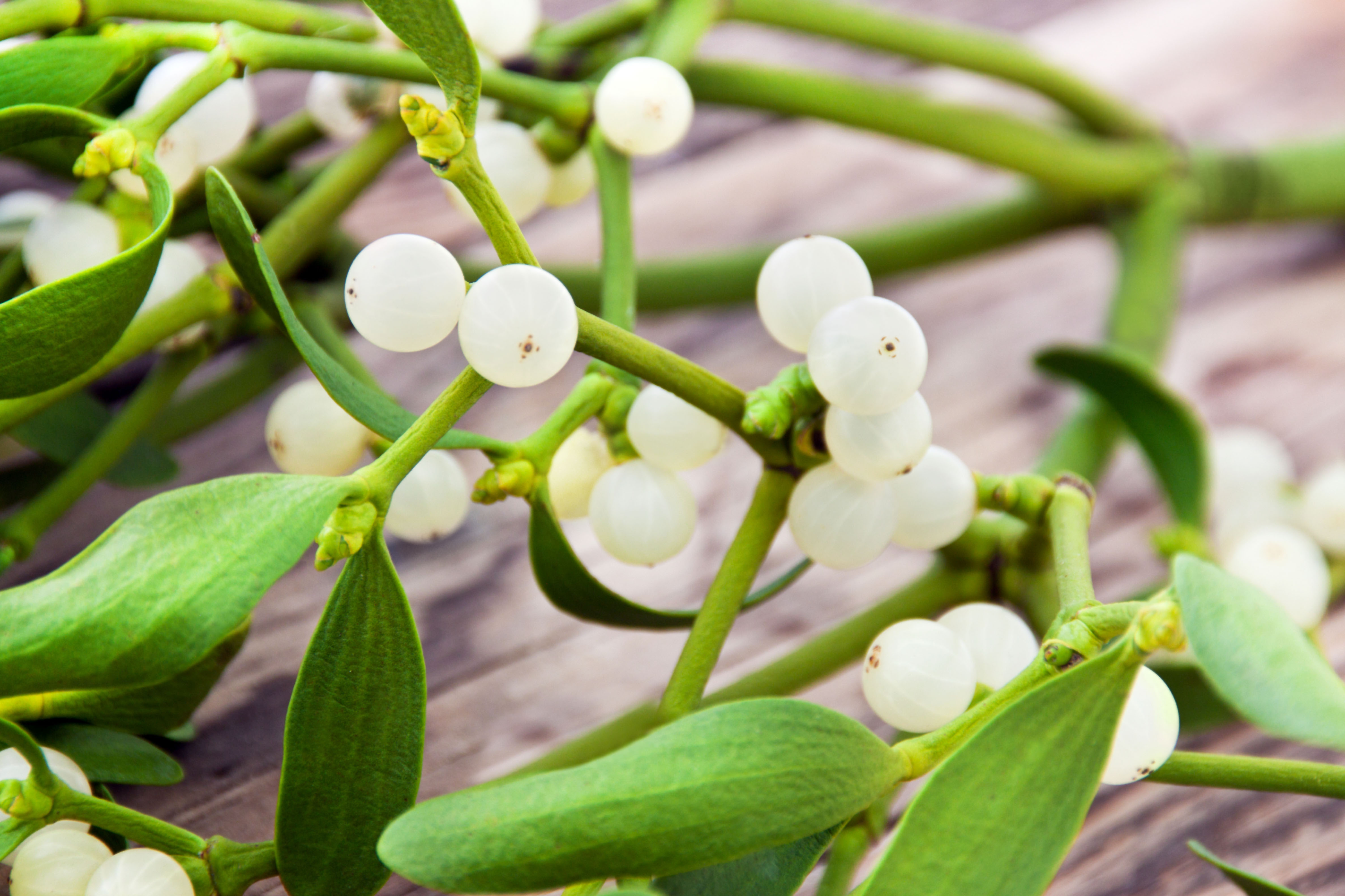 mistletoe-a-little-known-cancer-healer-breast-cancer-conqueror