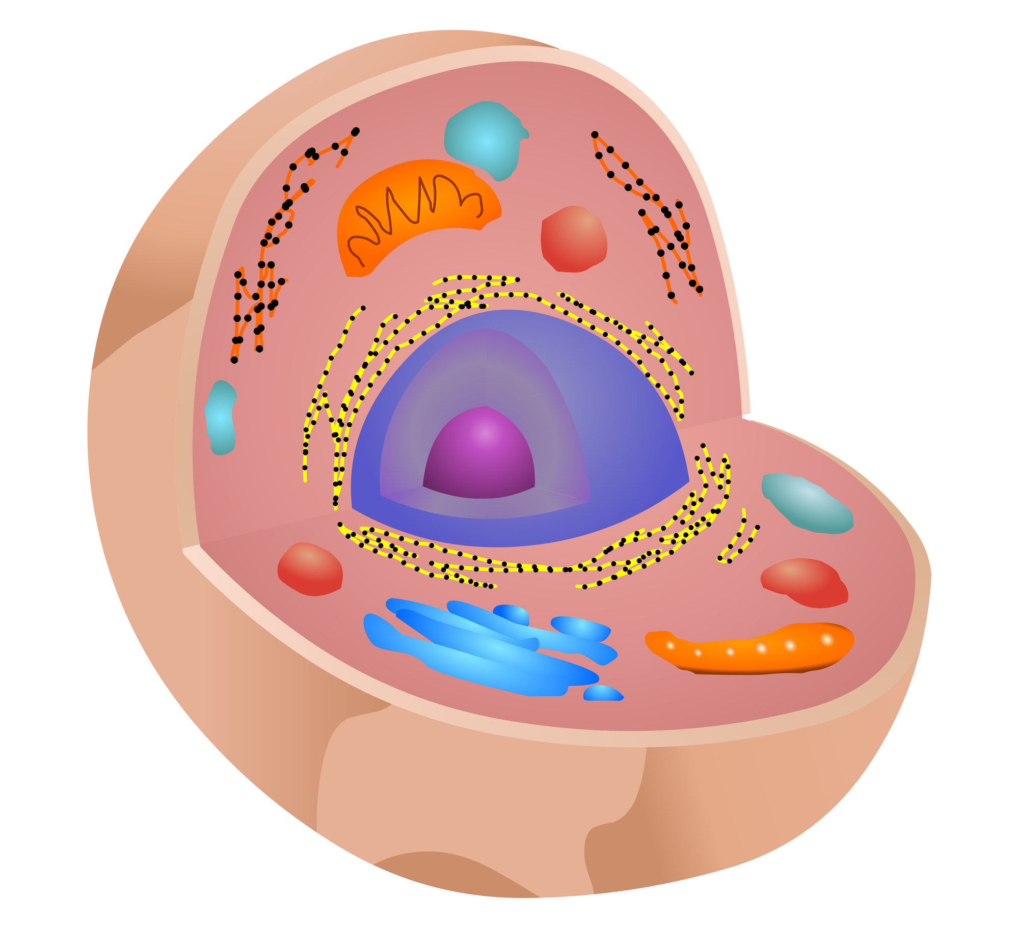 Клетка cellula