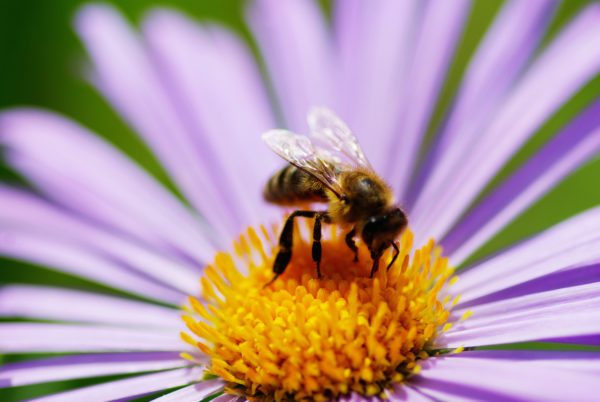 The Healing Power of Bees for Breast Cancer - Breast Cancer Conqueror