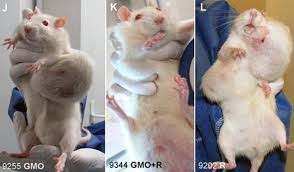 GMOrats_breastcancer