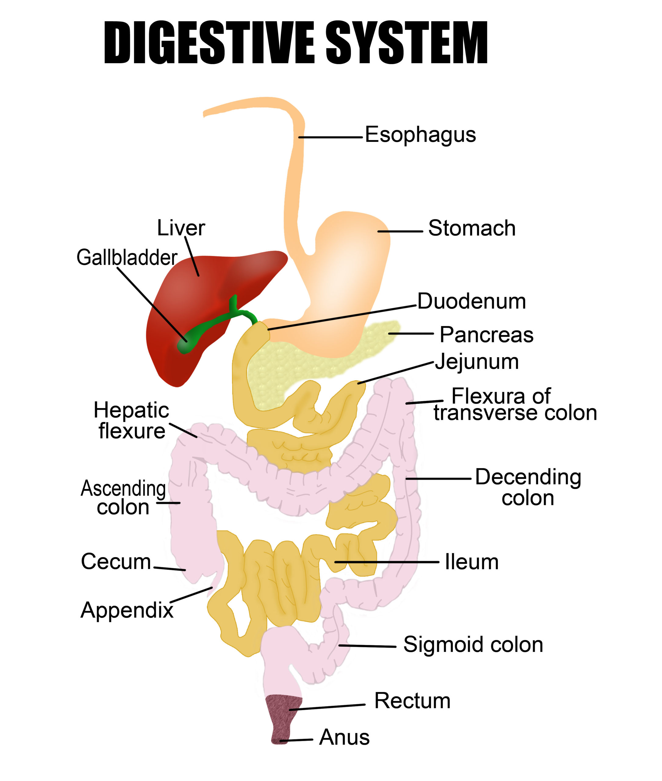 digestive system_breastcancer