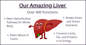 Our Amazing Liver