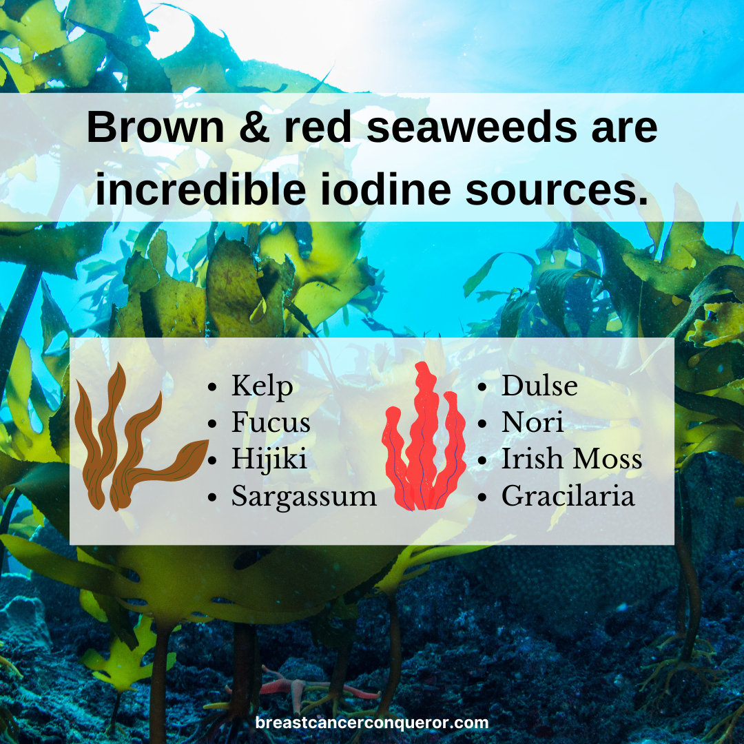 brown and red seaweed