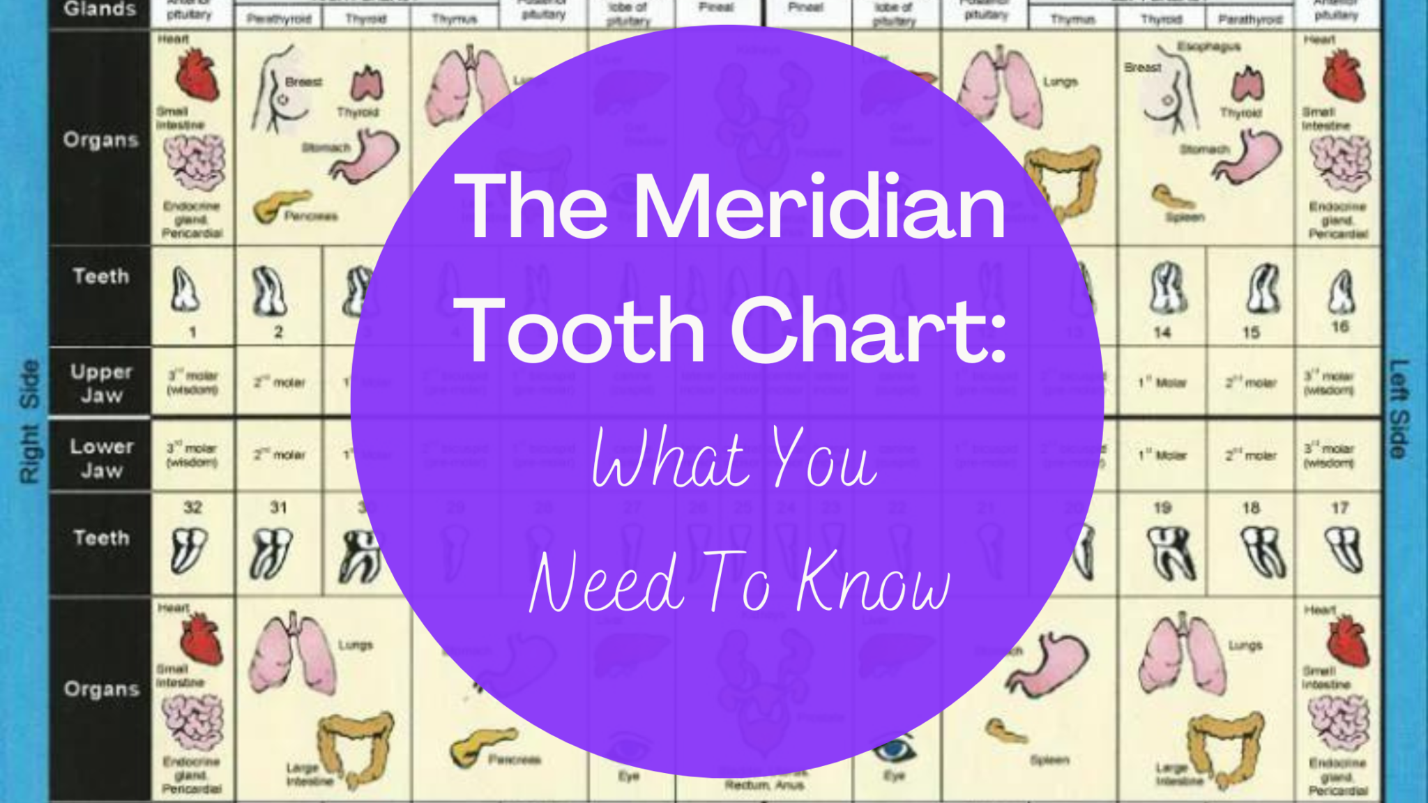 The Meridian Tooth Chart What You Need To Know Breast Cancer Conqueror