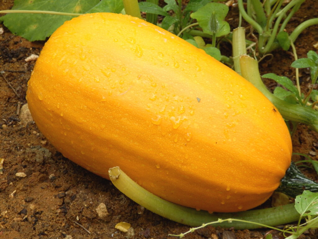 Spaghetti Squash and Mint Salad