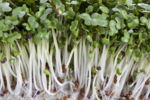 Why Broccoli Sprouts Can Give You Peace of Mind