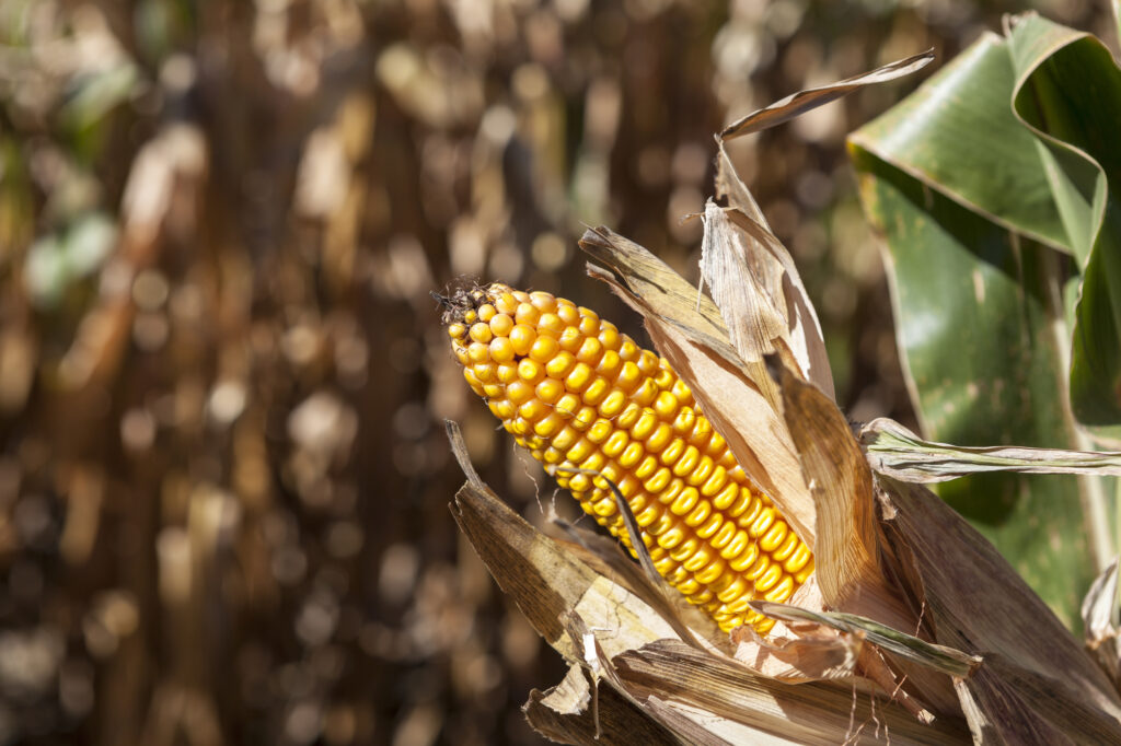 Mental Health Part 2: Avoid High Fructose Corn Syrup for Brain (and Body) Health!