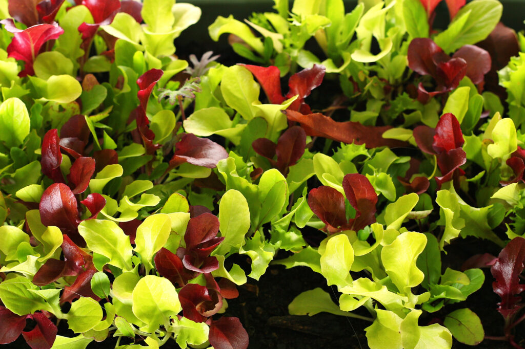 Can You Easily Grow Your Own Microgreens?