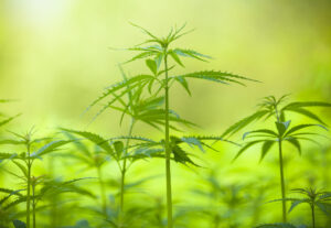 How To Choose The Most Effective CBD Hemp Extracts