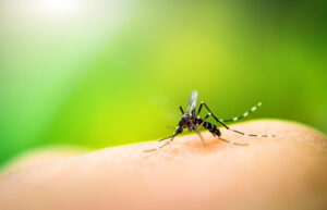 Are Insect Repellents that Contain DEET Safe?