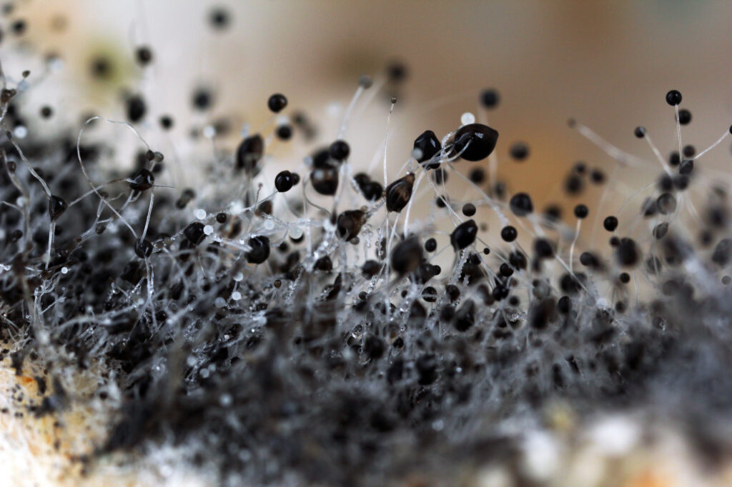 Know the Risks about Molds and Cancer