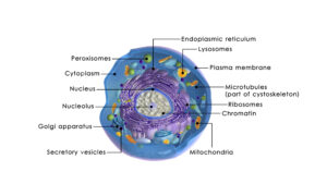 autophagy_detox_breastcancer