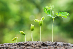 Plant Stem Cell Therapy May Slow Down Your Aging Process