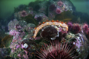 How Does Sea Cucumber Affect Breast Cancer?