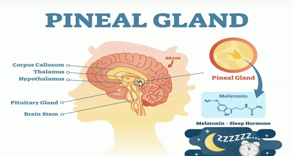 pineal gland diagram