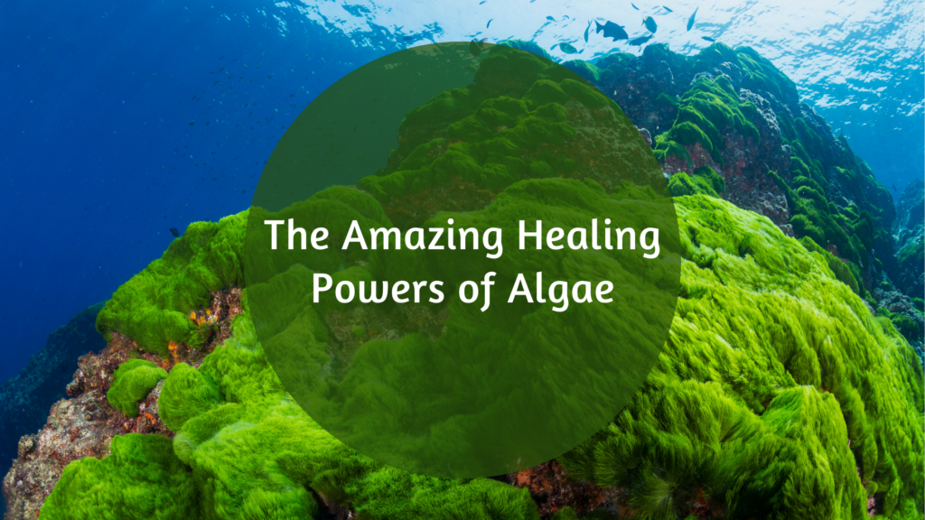 Amazing Healing Powers Found In Chlorella And Spirulina Algae