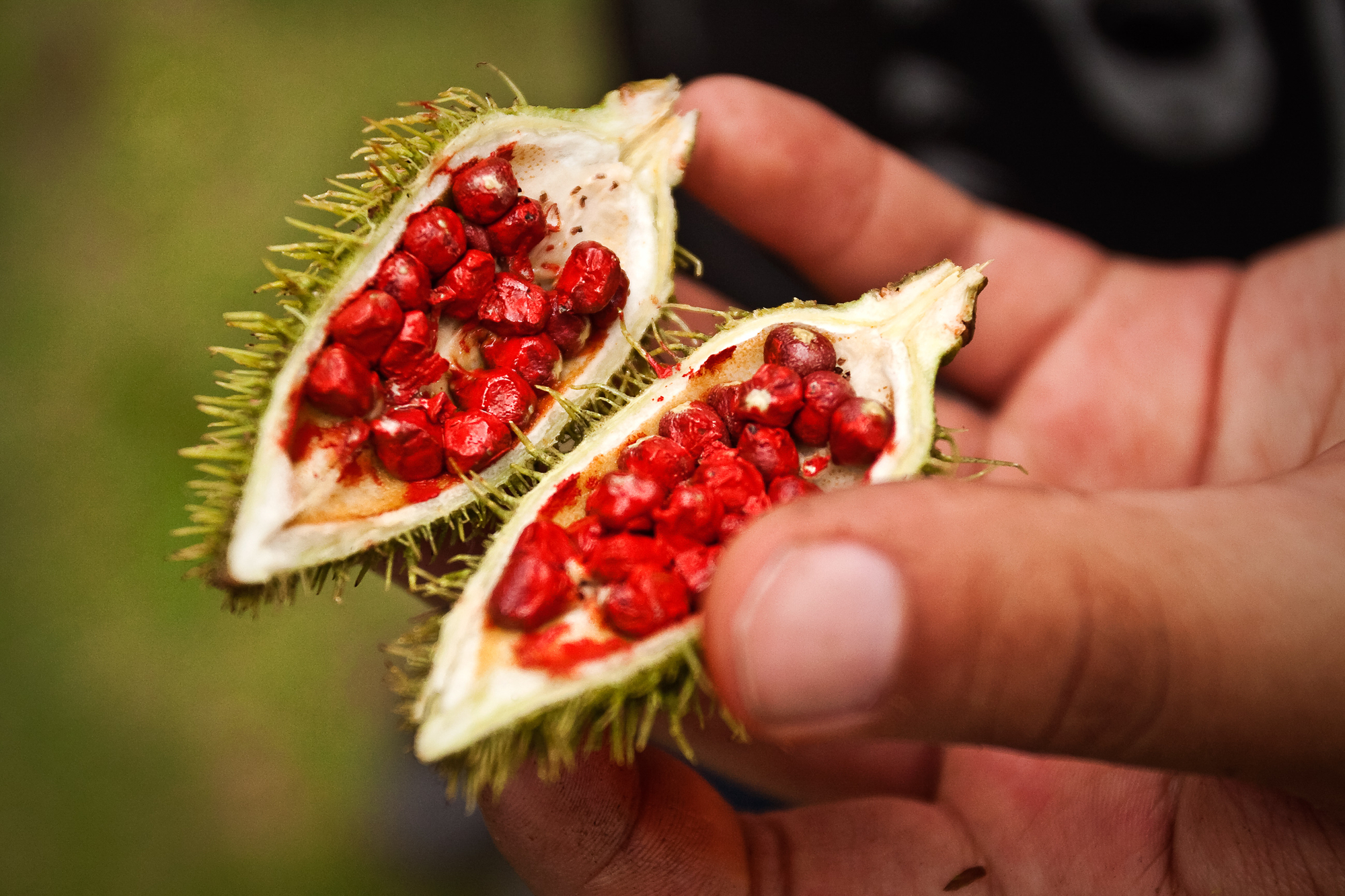 annatto_breastcancer