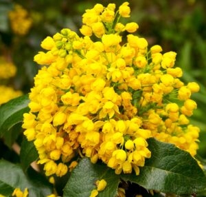 Berberine Benefits Blood Sugar and Breast Health
