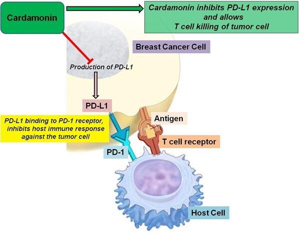 Cardamonin tnbc