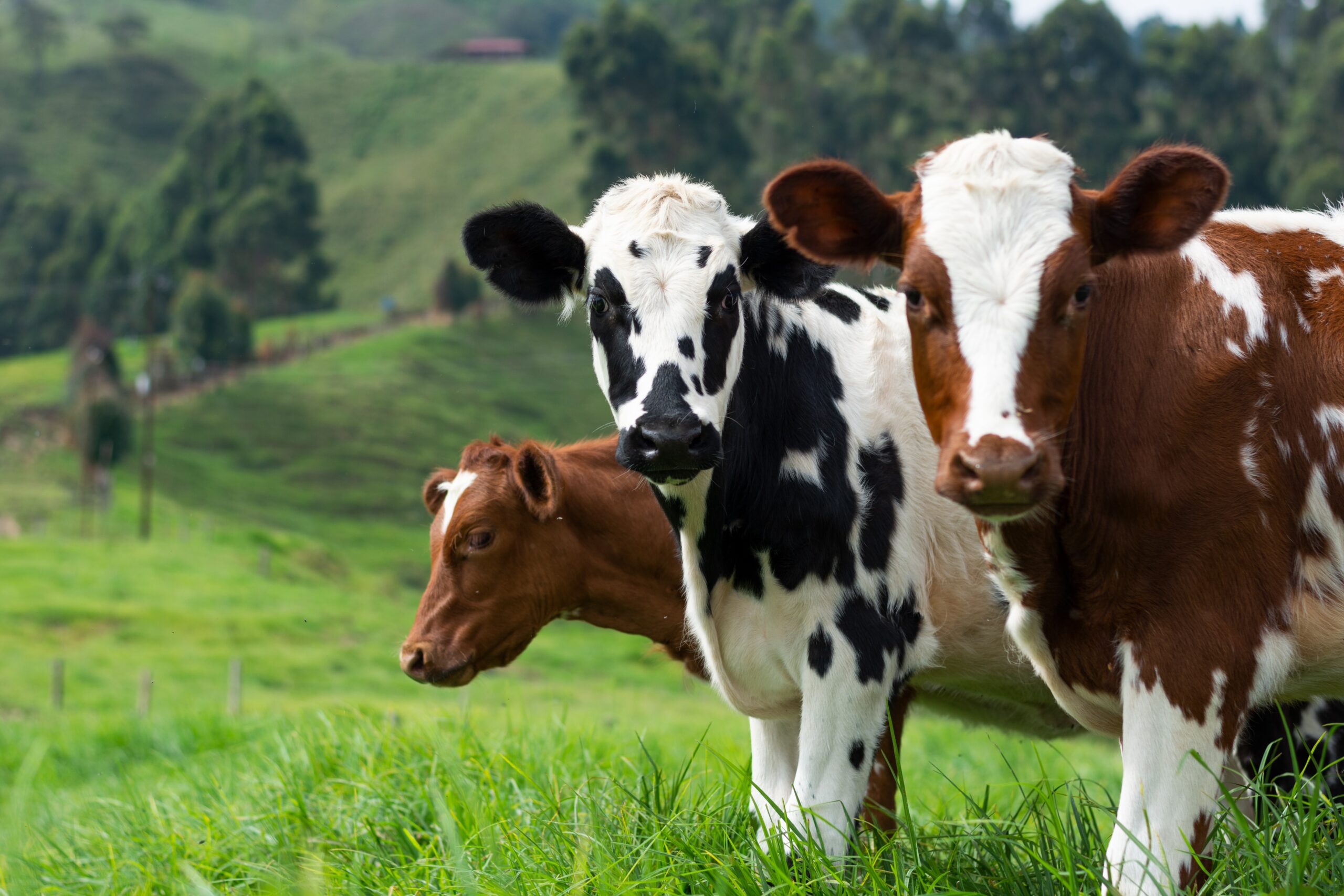 A2 cows