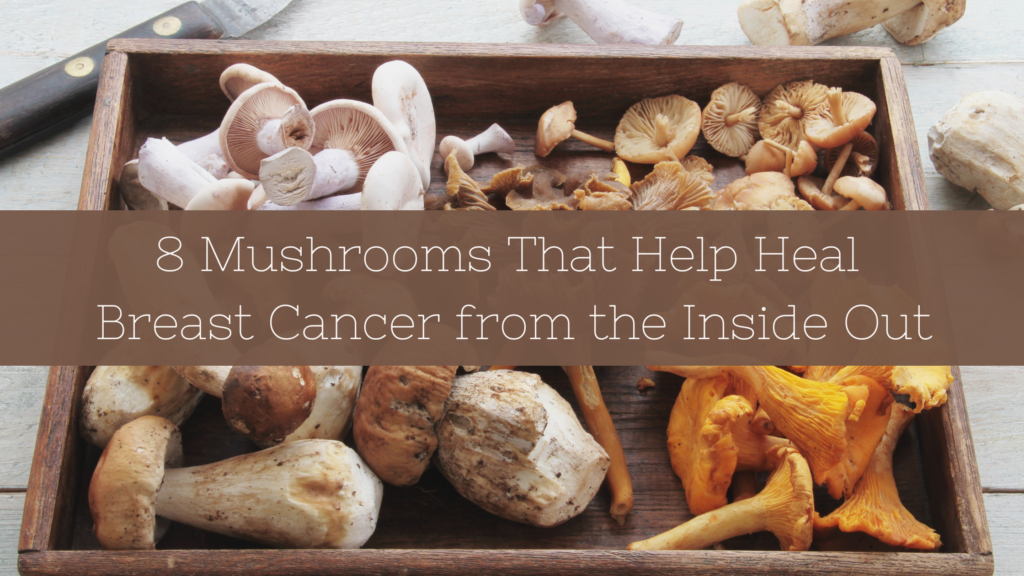 8 Mushrooms That Help Heal Breast Cancer from the Inside Out