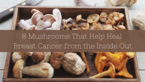 8 Mushrooms That Help Heal Breast Cancer from the Inside Out
