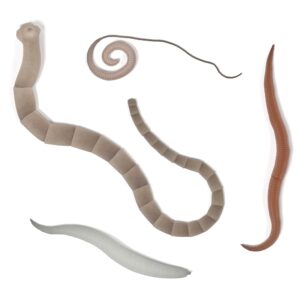 Should You Consider a Parasite Cleanse?