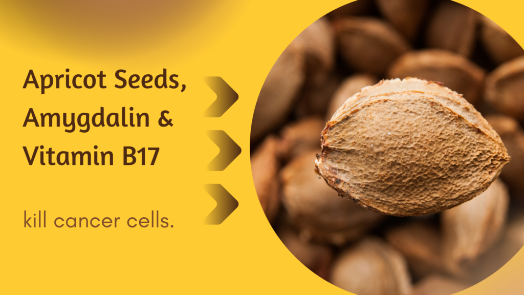 Apricot Seeds + Amygdalin + Vitamin B17