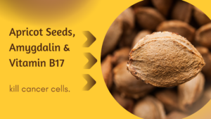 Apricot Seeds + Amygdalin + Vitamin B17
